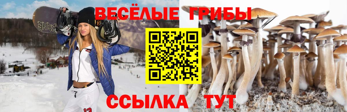 Псилоцибиновые грибы Cubensis Новомосковск